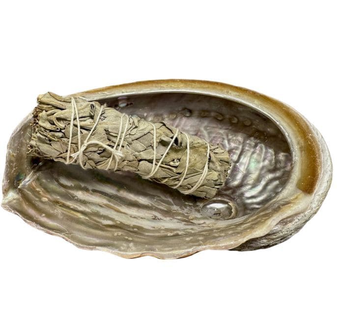 Coquille d'ormeau d'Australie 15-17cm chez Arabesk|cz