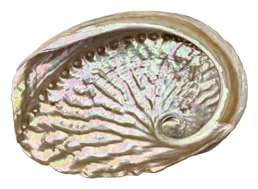 Coquille d'ormeau d'Australie 15-17cm chez Arabesk