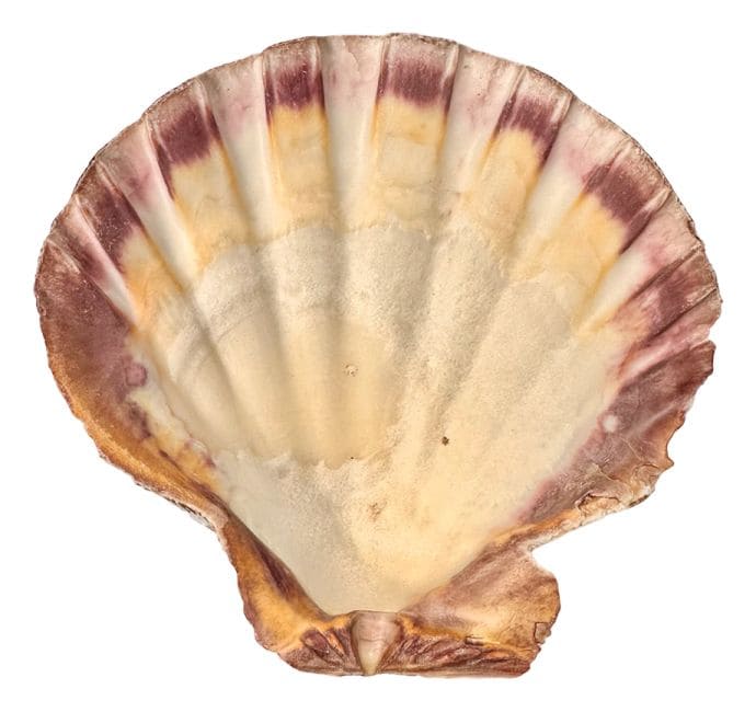Porte encens coquille St Jacques Patte de Lion 12-16cm chez Arabesk|cz