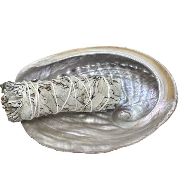 Coquille d'ormeau d'Australie 13-15cm chez Arabesk|cz
