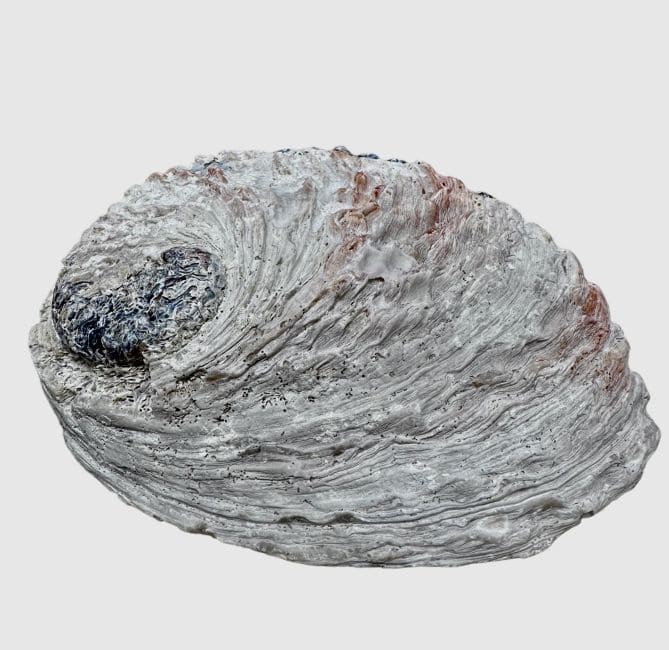 Coquille d'ormeau Sud Afrique 15-16cm chez Arabesk|cz