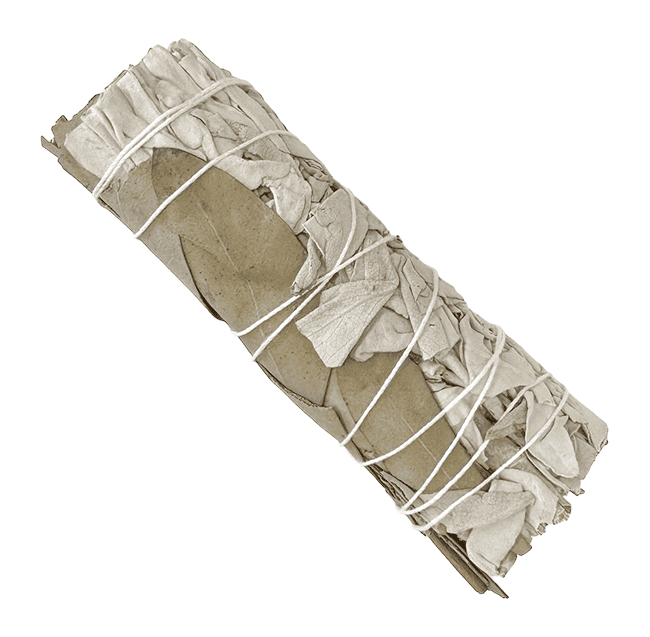 Sauge Blanche & Eucalyptus Dollar Fagot 25-30g 10cm chez Arabesk|cz