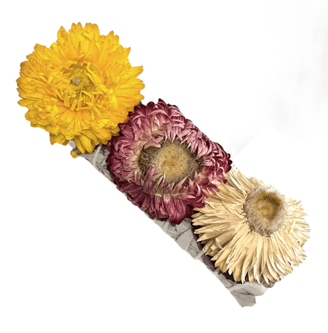Sauge Blanche & Fleur de Paille Fagot 25-30gr 10cm chez Arabesk|cz