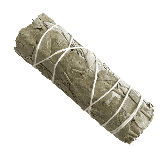 Sauge blanche & Eucalyptus fagot 25-30g 10cm chez Arabesk|cz