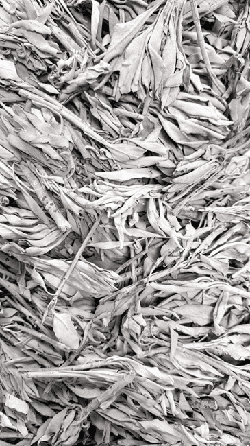 Sauge Blanche Californie Qualité Superieur 1KG chez Arabesk|cz