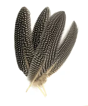 Peříčka Hrášek x10  15-20cm